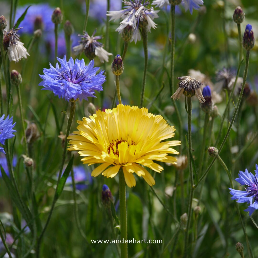 Image is a bunch of purple flowers and one lone yellow flower that stands out among the other flowers